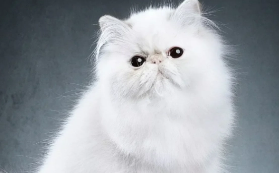 扁臉貓護理 扁臉貓護理