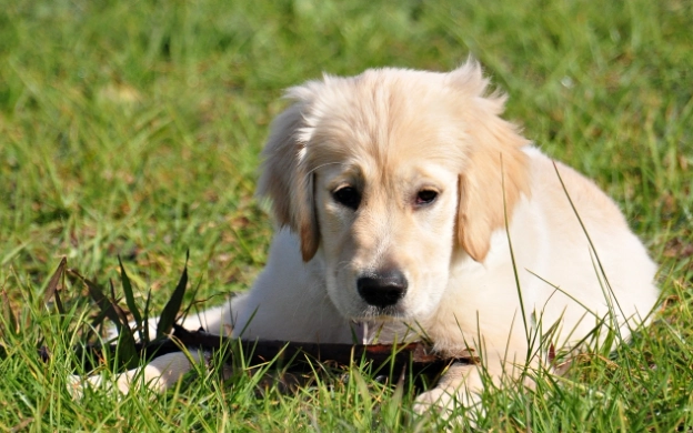 黃金獵犬小時候訓練