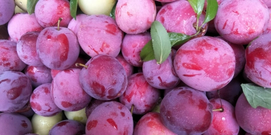 李子營養價值 李子營養價值