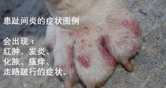 狗狗腳部護理