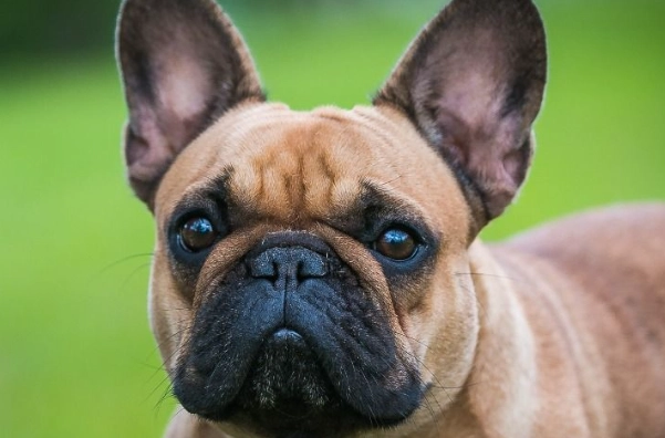 法國鬥牛犬年齡