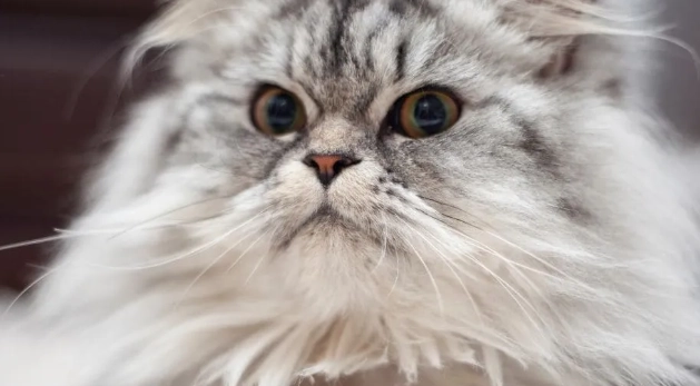 扁鼻貓健康問題