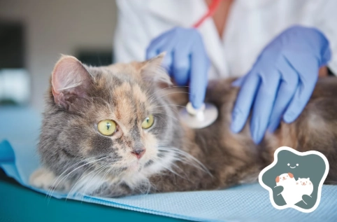 貓瘟治療時間 貓瘟治療時間