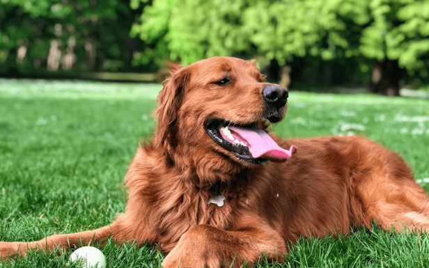 英系黃金獵犬特徵