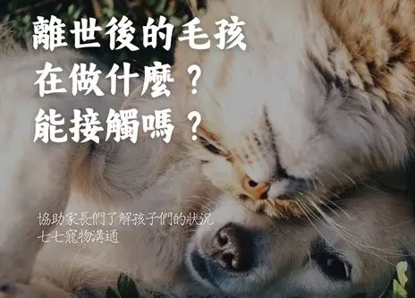 離世寵物溝通