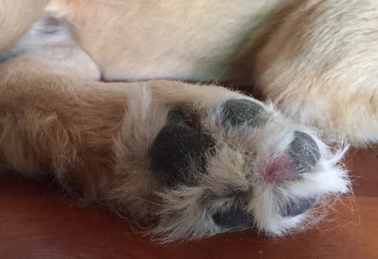 狗狗腳趾護理