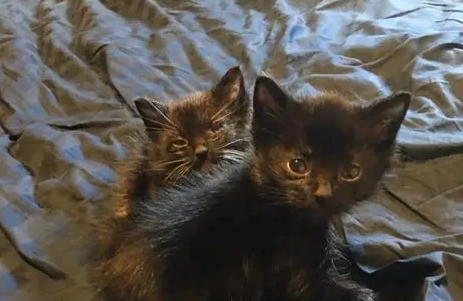 貓瘟治療 貓瘟治療