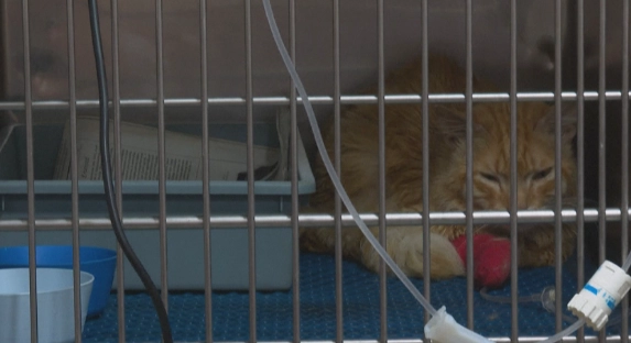 貓瘟症狀 貓瘟症狀