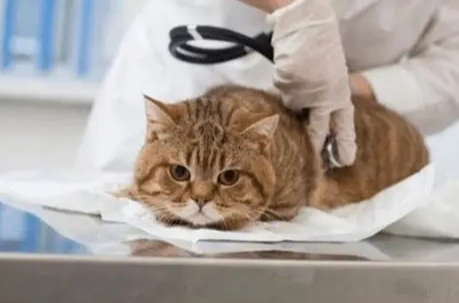 貓瘟預防 貓瘟預防