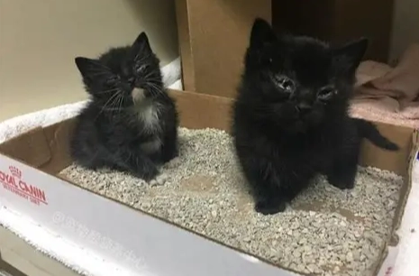 貓瘟治療 貓瘟治療