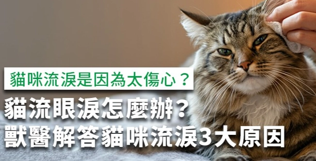 貓流眼淚原因