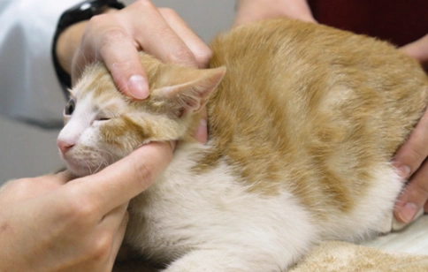 貓呼吸道感染症狀