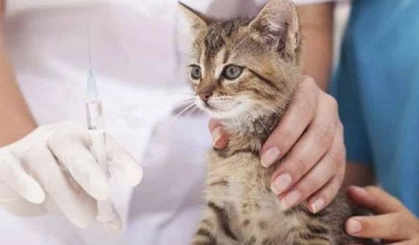 貓預防針頻率