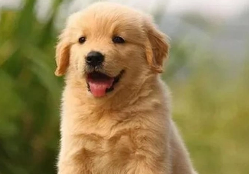 黃金獵犬成長表