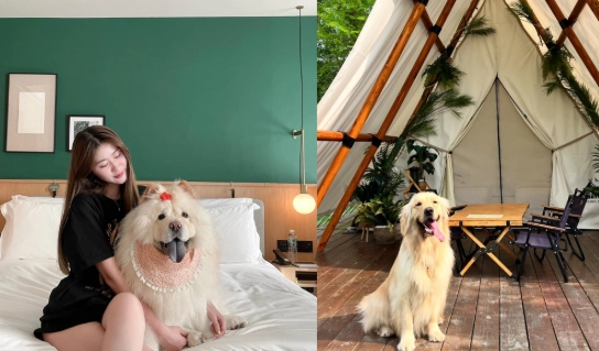 西門町寵物友善飯店