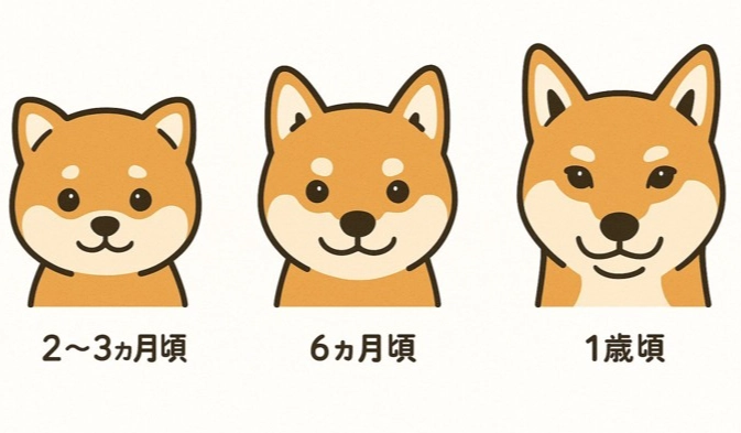 幼犬體重標準 幼犬體重標準