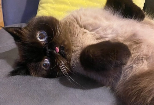 扁鼻貓呼吸困難