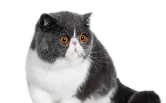 扁臉貓健康問題 扁臉貓健康問題