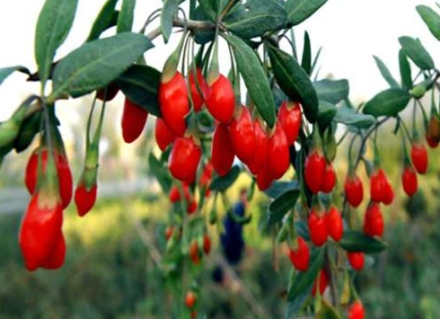 野生枸杞子好處 野生枸杞子好處