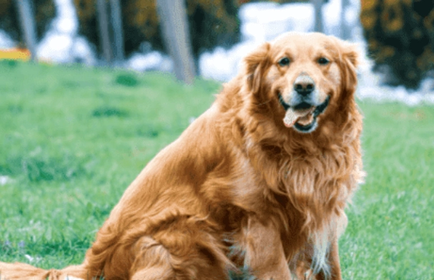 黃金獵犬標準體型