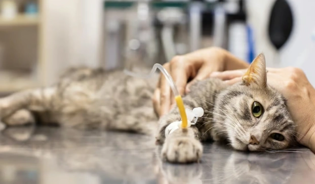 貓瘟後遺症治療