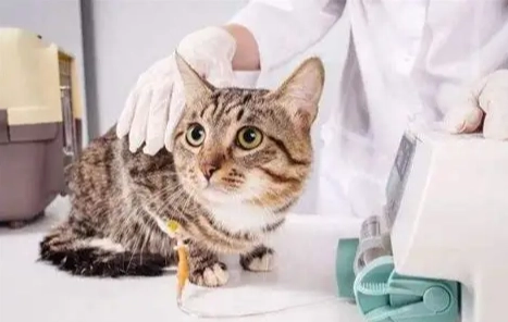 貓瘟症狀 貓瘟症狀