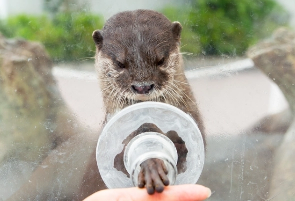 八景島水獺握手預約 八景島水獺握手預約
