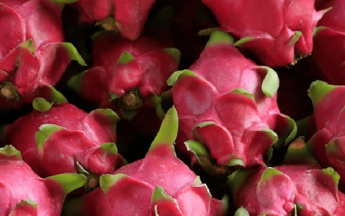 紅肉火龍果功效 紅肉火龍果功效