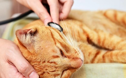 貓瘟恢復期 貓瘟恢復期