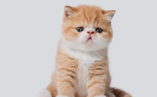 扁臉貓健康問題 扁臉貓健康問題