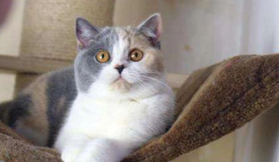 短鼻貓健康問題