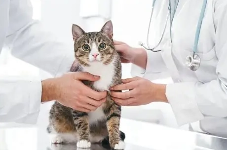 貓瘟治療時間 貓瘟治療時間