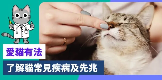 貓甲狀腺機能亢進