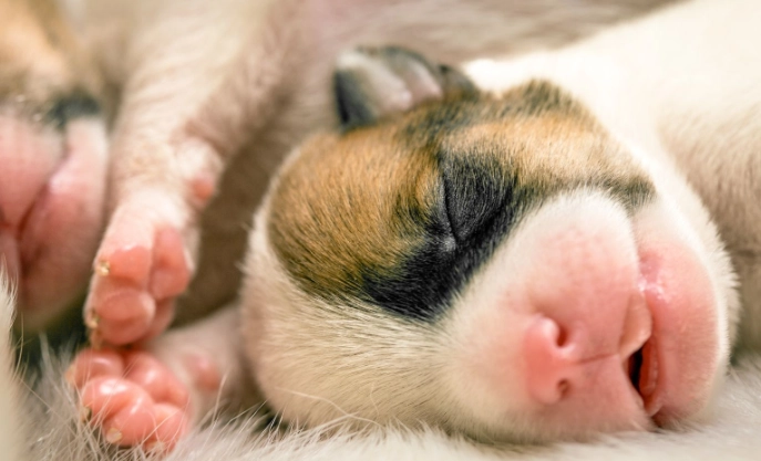 幼犬體重標準 幼犬體重標準