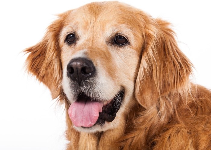 黃金獵犬飼養 黃金獵犬飼養