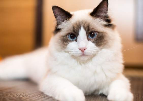 貓咪社會化關鍵期 貓咪社會化關鍵期