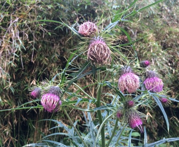 玉山薊食用方法