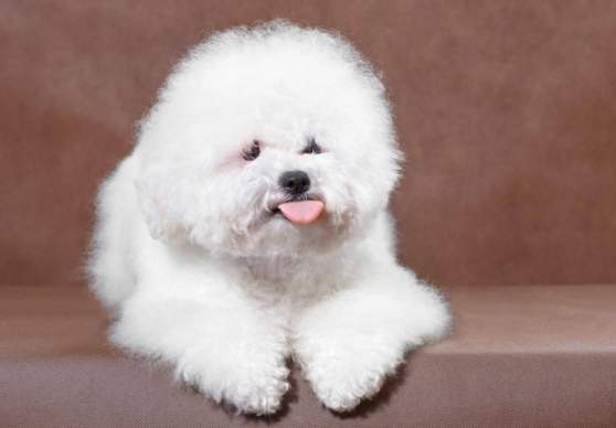 比熊犬飼養 比熊犬飼養