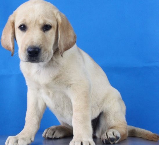 拉布拉多平均寿命 拉布拉多平均寿命