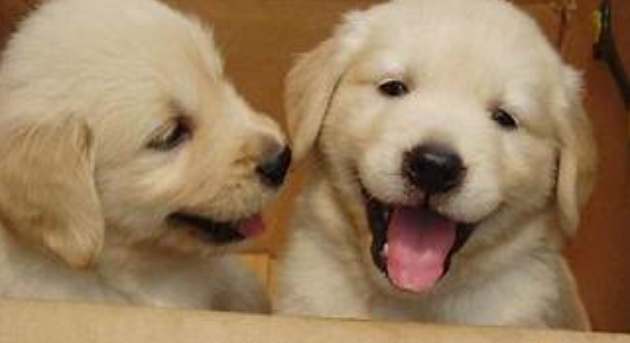 狗鼻涕顏色判斷