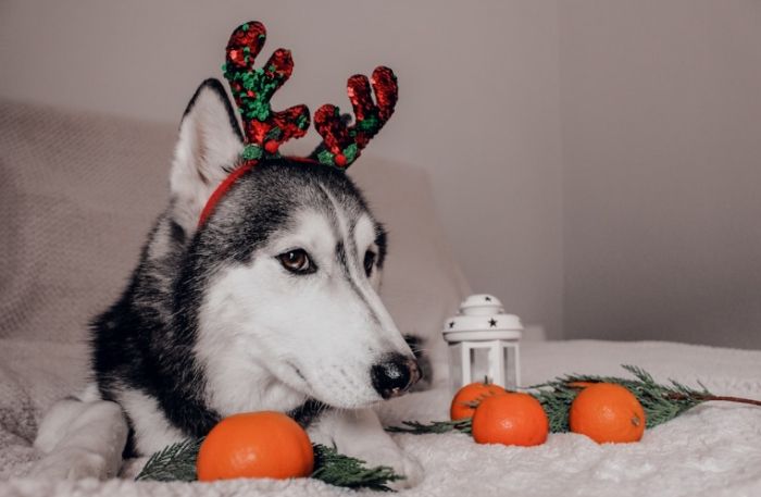 狗狗可以吃芋頭 狗狗可以吃芋頭