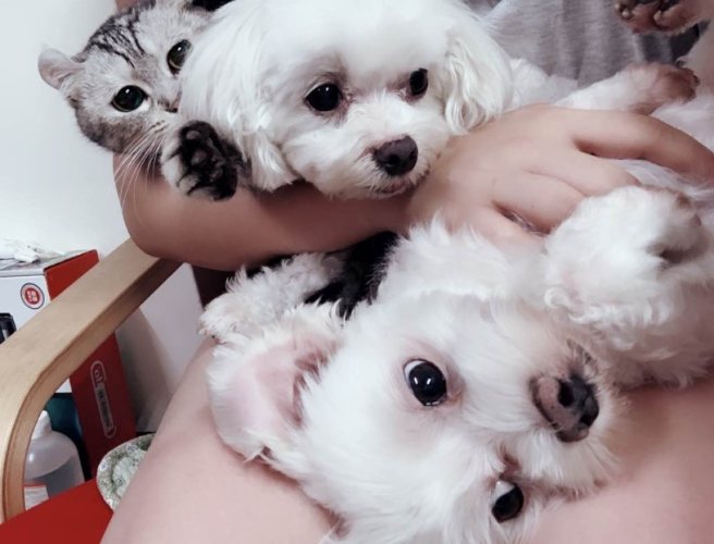 長期寵物寄養 長期寵物寄養