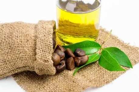 苦茶油功效 苦茶油功效