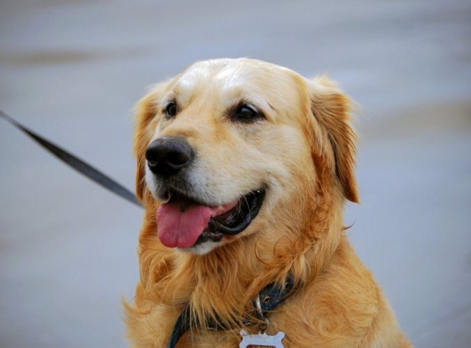 黃金獵犬健康問題 黃金獵犬健康問題