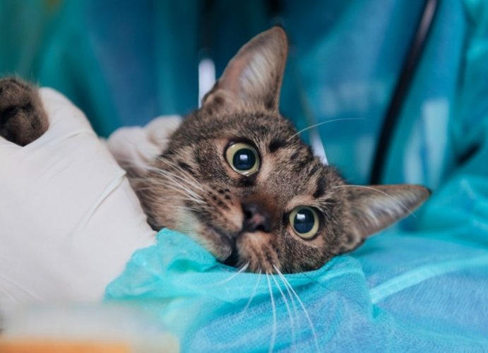 貓皰疹疫苗副作用 貓皰疹疫苗副作用