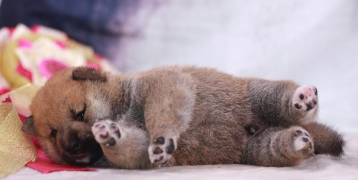 幼犬照顧 幼犬照顧