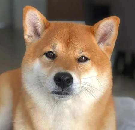 柴犬購買費用 柴犬購買費用