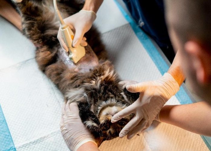 母貓絕育免拆線