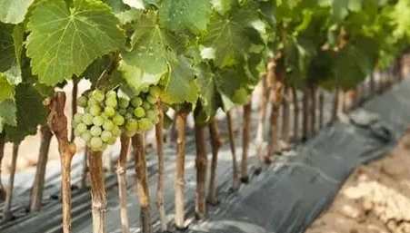 樹葡萄種子發芽技巧