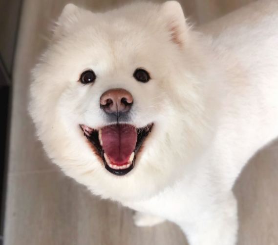 狗狗照顧 狗狗照顧